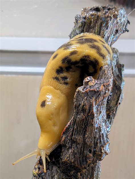 Banana Slug Notes & Care