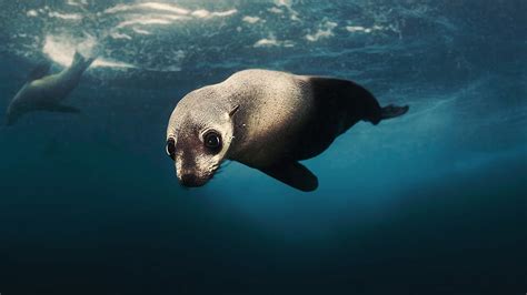 Image result for Shark Week 2016