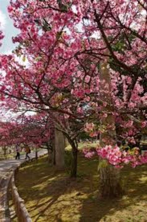 Yogi Park, naha, Japan - Top Attractions, Things to Do & Activities in ...