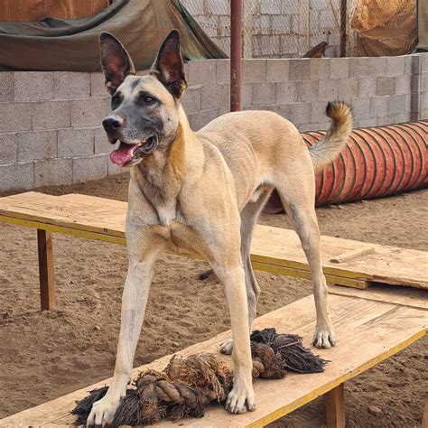 Oso Grande » Kanarenhunde e.V.