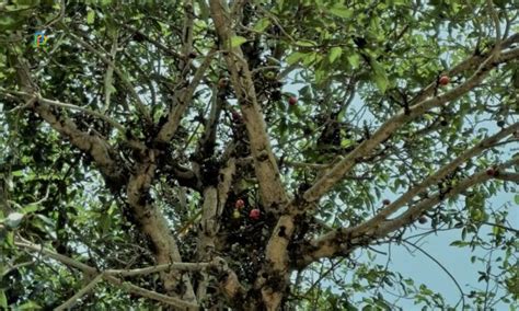 Image result for JavaScript Map Tree