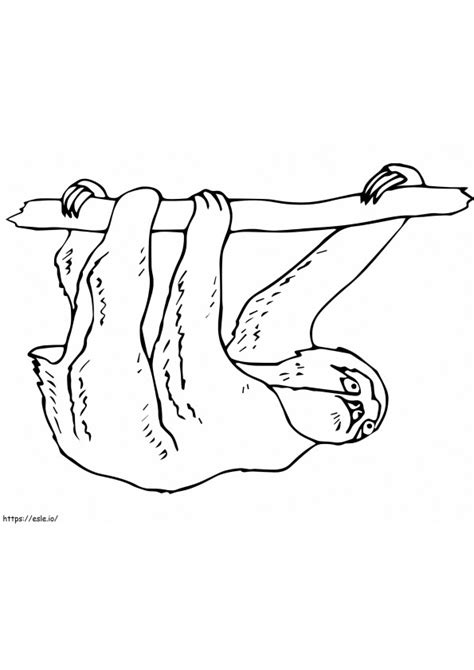 Image result for How to Draw a Three Toed Sloth