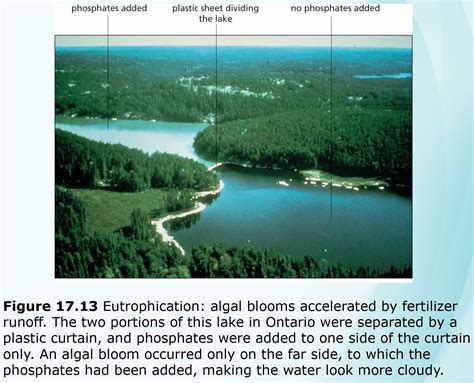 Plant 的图像结果