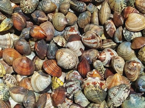 Image result for Clam with a Very Sharp Shell