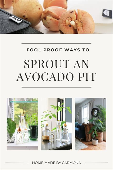 How To Sprout An Avocado Pit