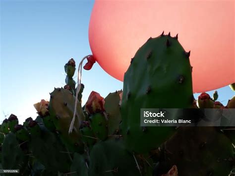 Image result for Exploding Cactus Prank