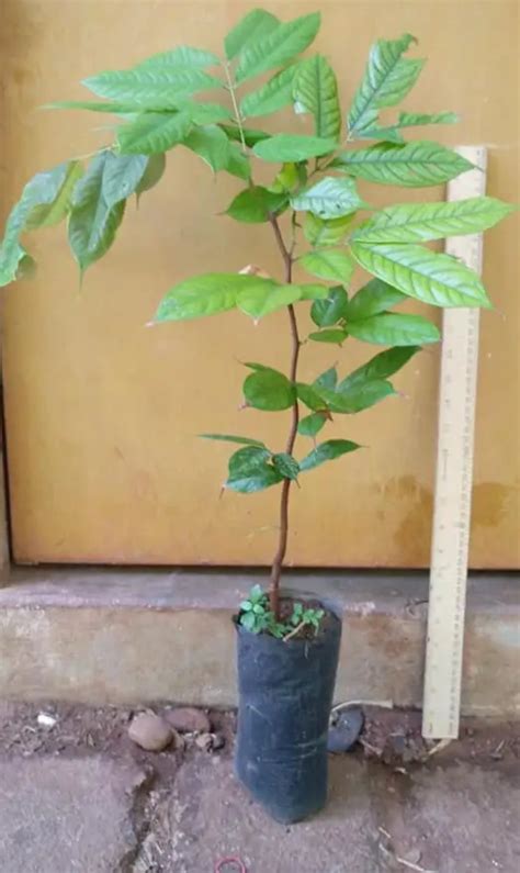 Amherstia Nobilis ( Pride of Burma/ Queen of Flowering Trees) live pla ...