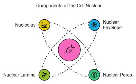 Important Diagrams Cell - The Unit of Life - Biology Class 11 - NEET PDF