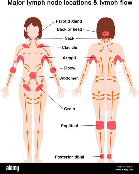 Location of lymph nodes