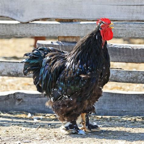 Jersey Giant Chicken Size Comparison at Meg Mullen blog