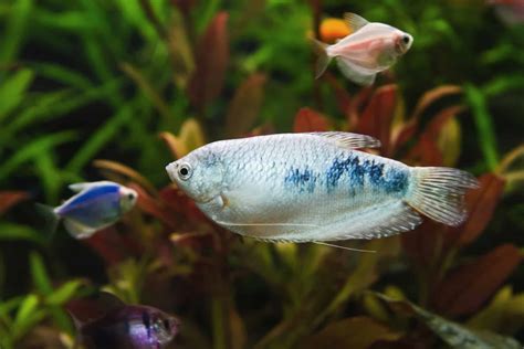 Gourami Types – 20 Different Species of This Glorious Fish
