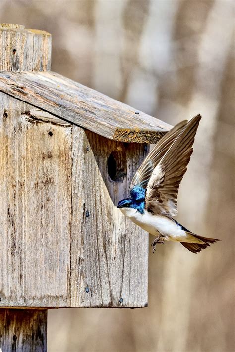 Image result for Shutterbug Live