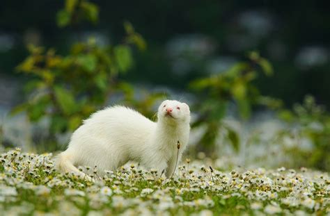 Ferret vs Python 的图像结果