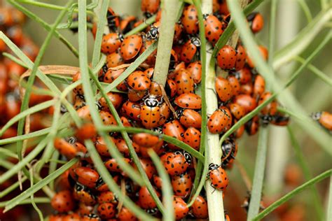 13 Ladybug Species Found in the United States (w/Pics) - Bird Watching HQ