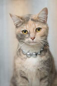 malvorlage gestreifte katze malvorlage gestreifte katze malvorlage gestreifte katze malvorlage gestreifte katze