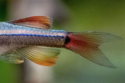 White Cloud Tetra