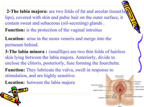 Anatomy of female reproductive organs | PPTX