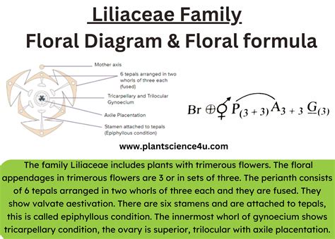 Family- Liliaceae Characteristics || Liliaceae plants II Plant Taxonomy