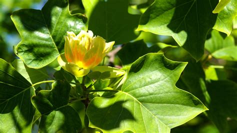 Image result for Tulip Tree CT