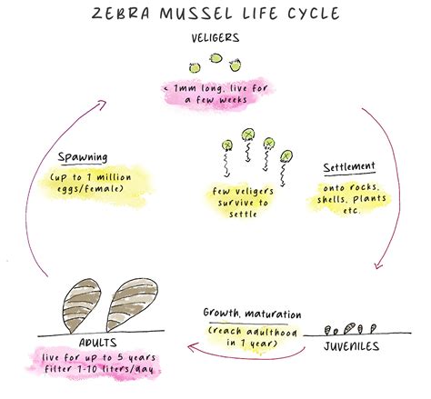 Zebra Mussel Life Cycle