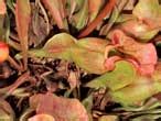 Anatomie des Sarracenia