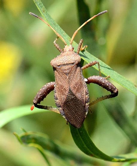 Image result for Bug Exploding