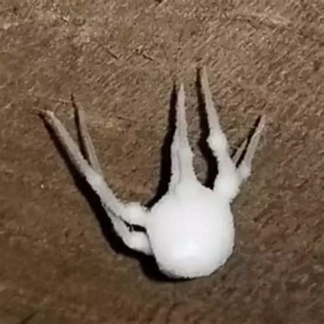 Horrifying 'zombie' spiders infected by never-before-seen fungus are taking over US homes