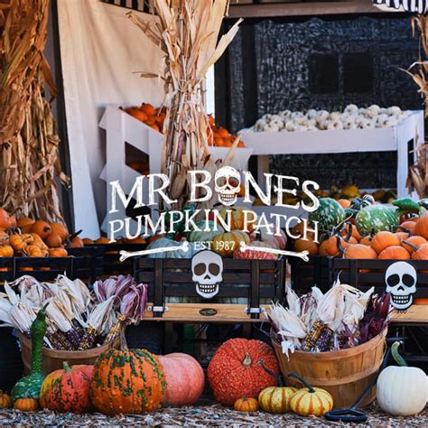 [Reviews] Mr. Bones Pumpkin Patch 2024 · Los Angeles | Fever