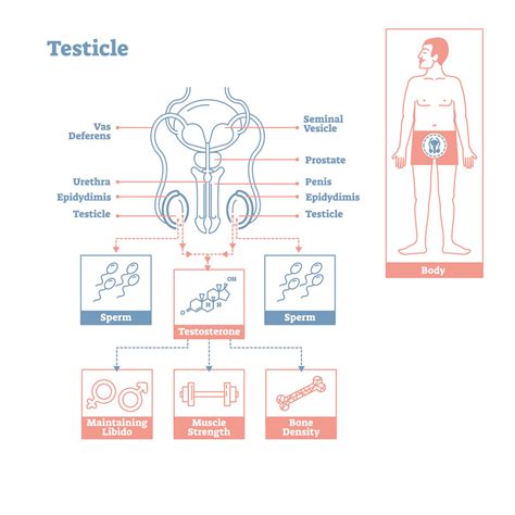 The Sperm Production Cycle | Fertilitywise