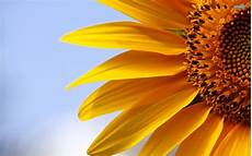 significato girasole nel linguaggio dei fiori girasole piante annuali girasole caratteristiche significato girasole nel linguaggio dei fiori girasole piante annuali girasole caratteristiche