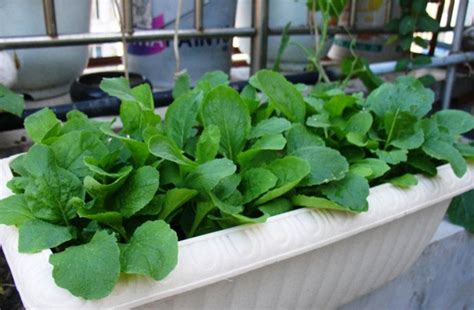 菠菜适合几月份种植 在什么时候种植最好_农业百科 - 农业站