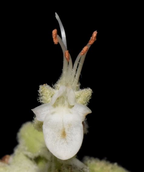 Teucrium lusitanicum Schreb. | Plants of the World Online | Kew Science