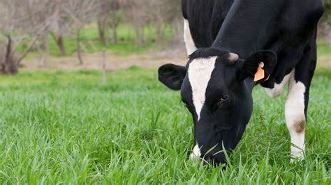 Cattle per Acre Calculator - Sengeny