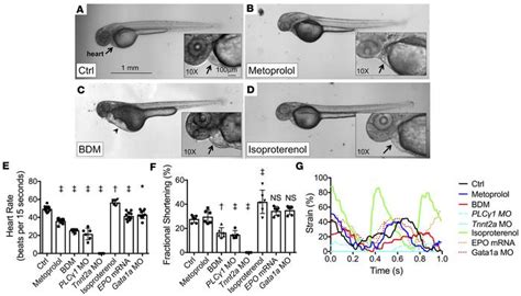 Image result for Zebrafish Embryo Development Heart