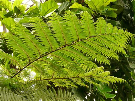Top 10 Amazing Hardy Types of Ferns for Growing Indoors or Outside ...