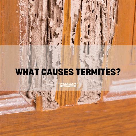 What Causes Termites? - americanguttermasters.com
