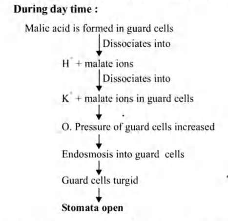 Stomata of a plant open due to - Tardigrade
