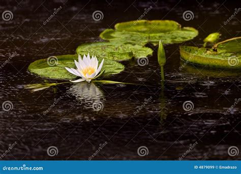 Water Lily Pads & Flower Stock Image - Image of natural, lilypad: 4879099