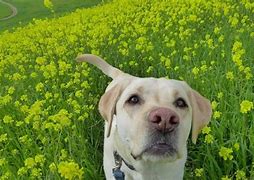 Image result for Cutest Dog On Earth