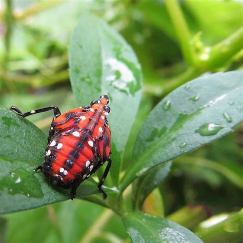 46 Black And Red Bugs in The United States (with Pictures)
