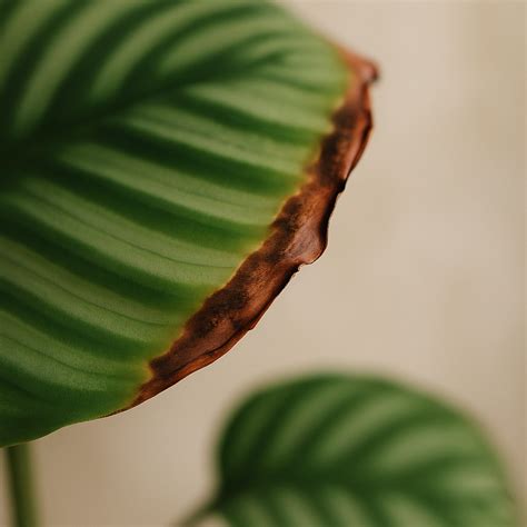 Brown Edges on Calathea Leaves? Here's the Real Reason – Ecofynd