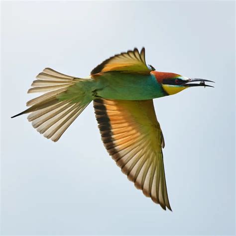 Image result for European Bee-eater Flying Back View