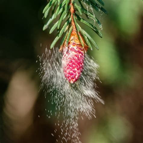 Rezultat imagine pentru Pollen Tree Falling