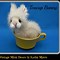 Image result for Teacup Bunny Pet