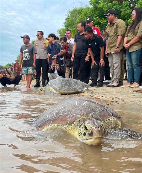 Image result for How to Install Project Plus Dolphin