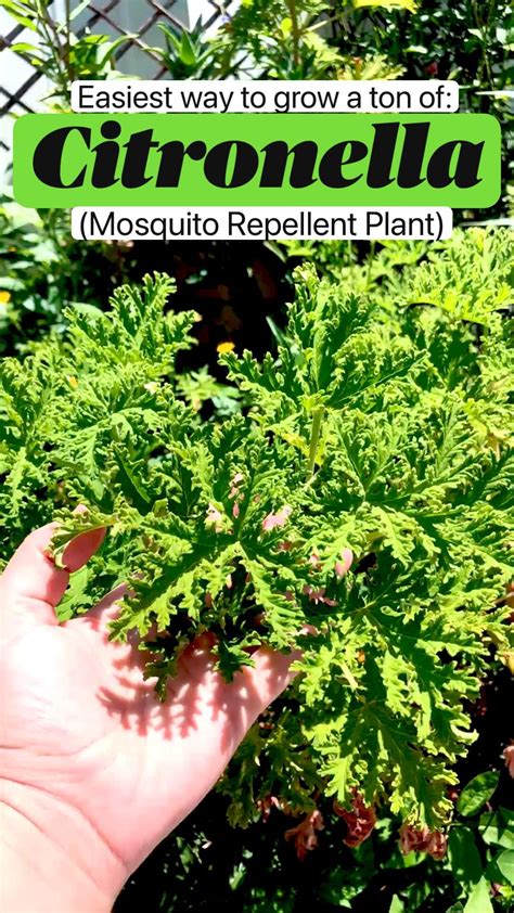 Citronella Plants Care