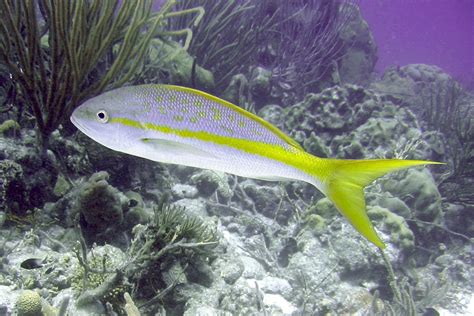 Ocyurus chrysurus (Yellowtail snapper)