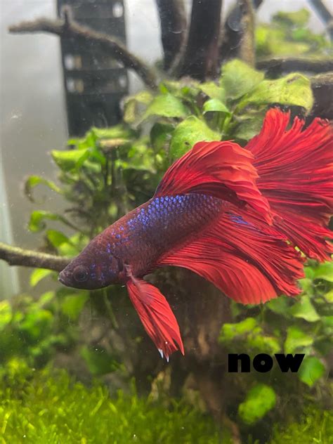 does my betta have fin rot? : r/bettafish