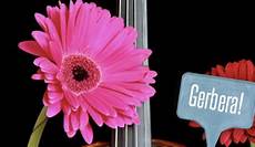 significato dei fiori gerbera significato dei fiori gerbere quale colore scegliere per significato dei fiori gerbera significato dei fiori gerbere quale colore scegliere per