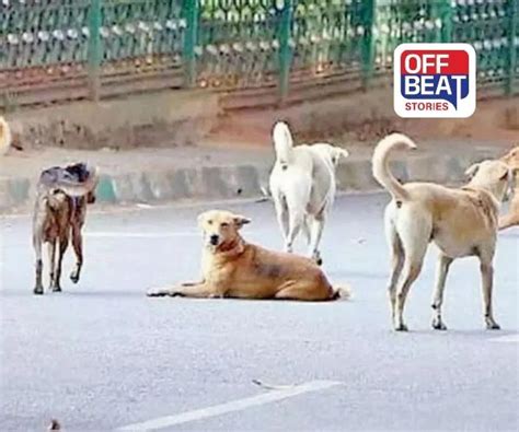 Circular On Catching Stray Dogs Gets Embroiled In Controversy | રખડતાં ...